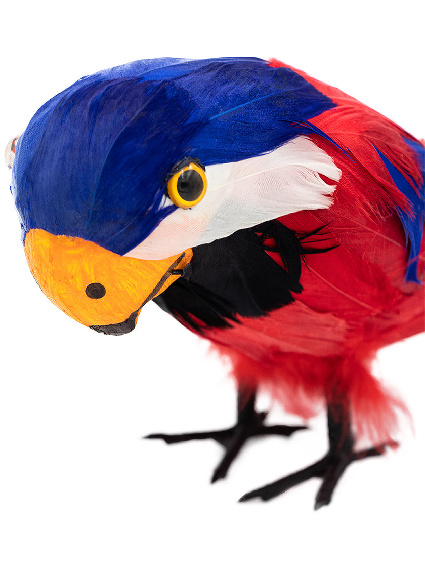 Perroquet pirate