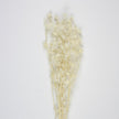 BOUQUET DE CHARDON SECHE BLANC