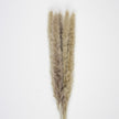SET DE 5 PAMPAS DOUDOU BRUN NATUREL