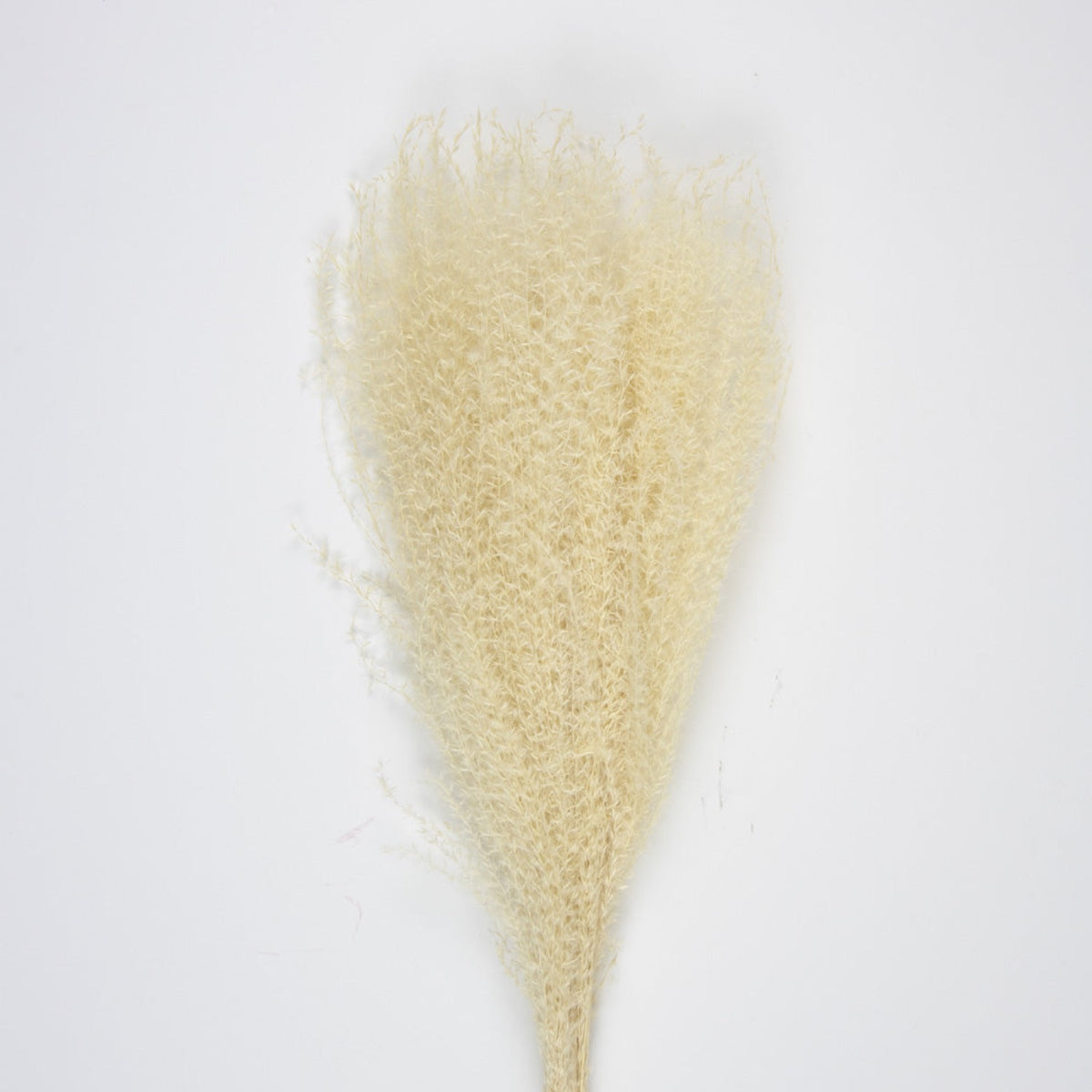 SET DE 10 PAMPAS LIGHT BLANC NATUREL