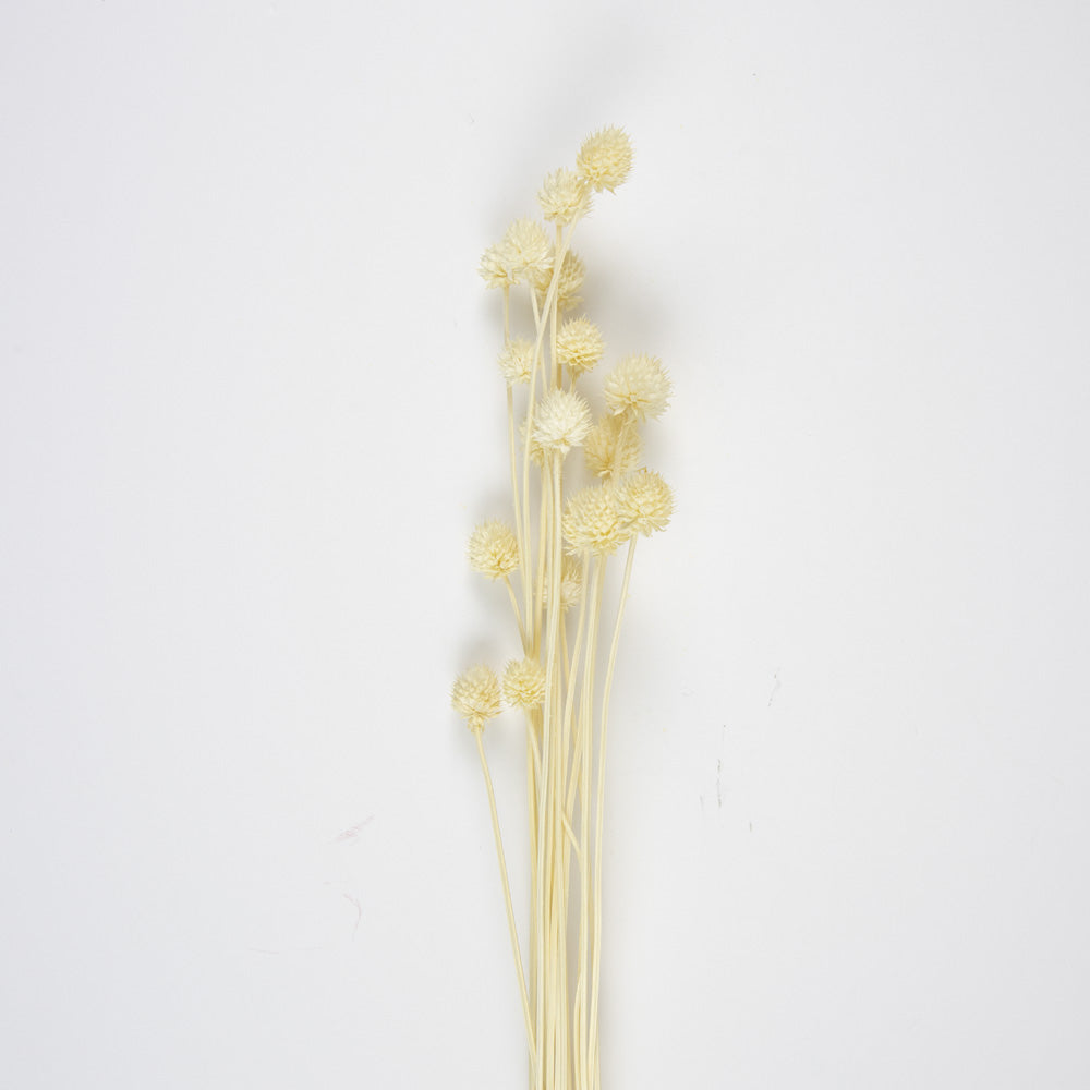 BOUQUET DE CHARDONS SECHES