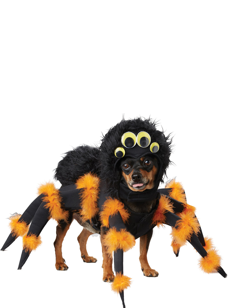 Déguisement terrifiante araignée chien