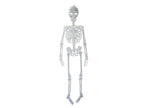 squelette phosphorescent 1m50