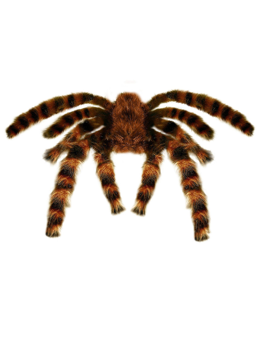 Tarentules 65cm