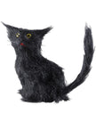 Chats noirs mauvaise chance