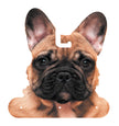 COSTUME SUPER HEROS POUR CHIEN