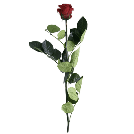 Rose Éternelle Amorosa Rouge